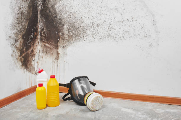 Best Mold Remediation  in Herriman, UT