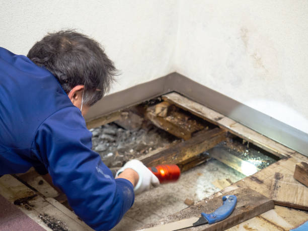 Best Fast Mold Removal  in Herriman, UT