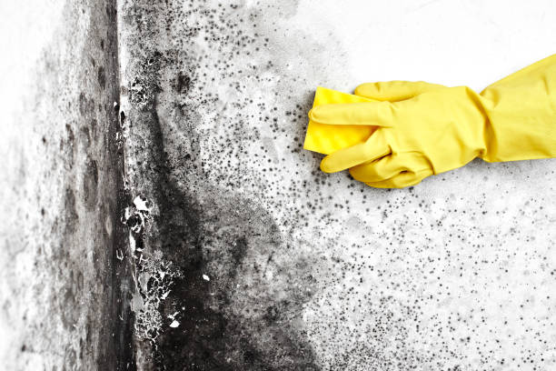 Best Mold Testing and Removal  in Herriman, UT