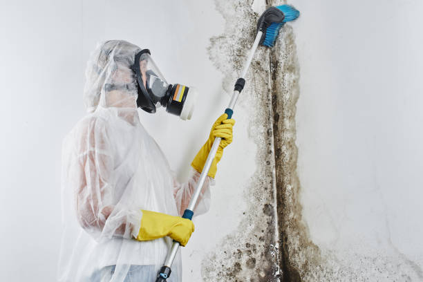 Best Black Mold Removal  in Herriman, UT