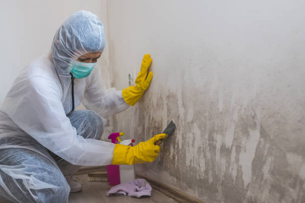Best Certified Mold Removal  in Herriman, UT