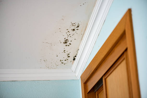 Best Home Mold Removal  in Herriman, UT