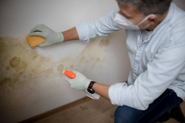 Best Commercial Mold Removal  in Herriman, UT