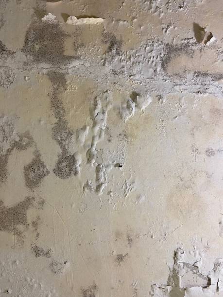 Best Professional Mold Removal  in Herriman, UT