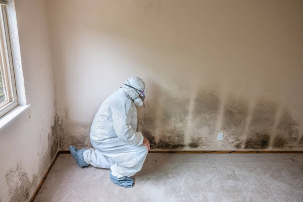 Best Toxic Mold Removal  in Herriman, UT