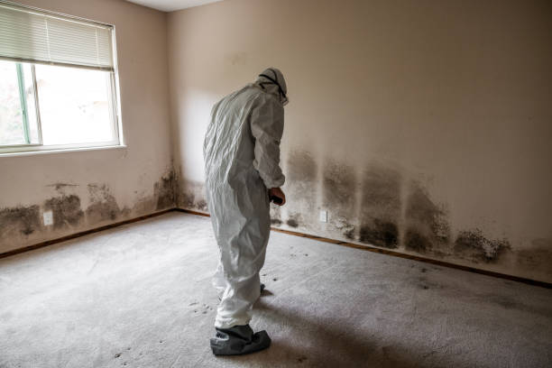 Best Black Mold Removal  in Herriman, UT