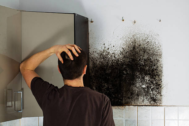 Best Crawl Space Mold Removal  in Herriman, UT