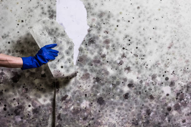 Best Mold Remediation Experts  in Herriman, UT